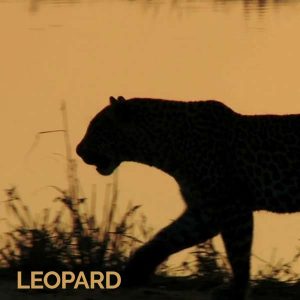 Leopard by Triquetra Assembly